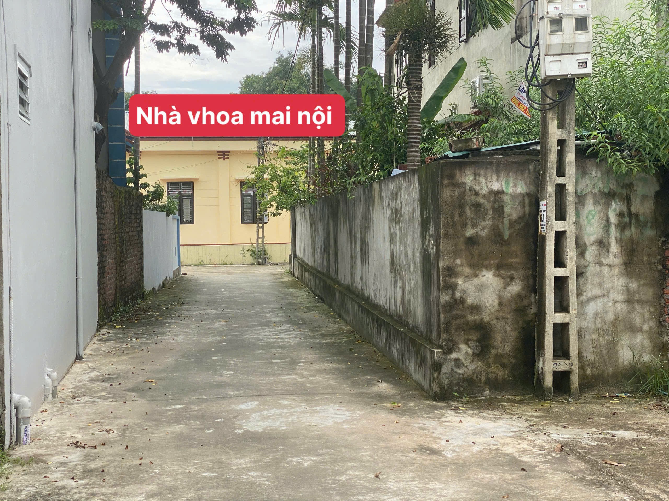 Siêu phẩm mai nội sóc sơn