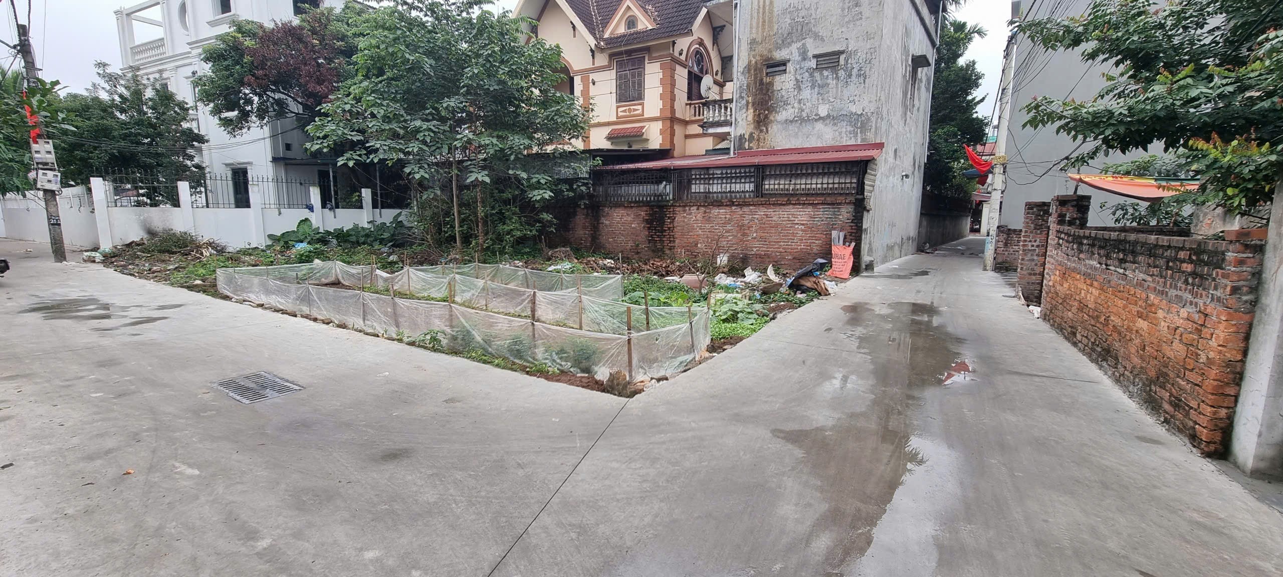 Siêu phẩm cổ dương