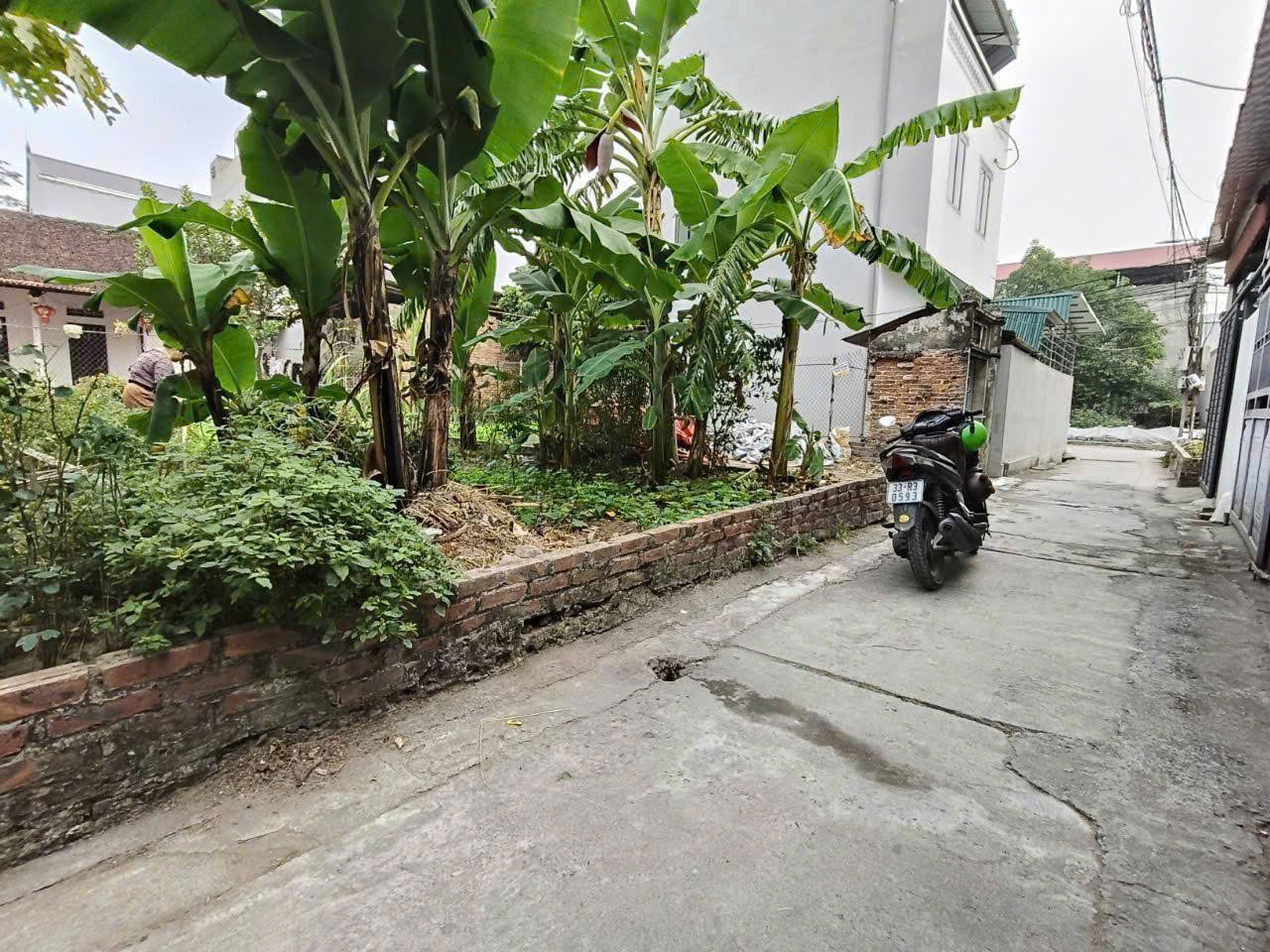 Siêu phẩm mai lâm đông anh